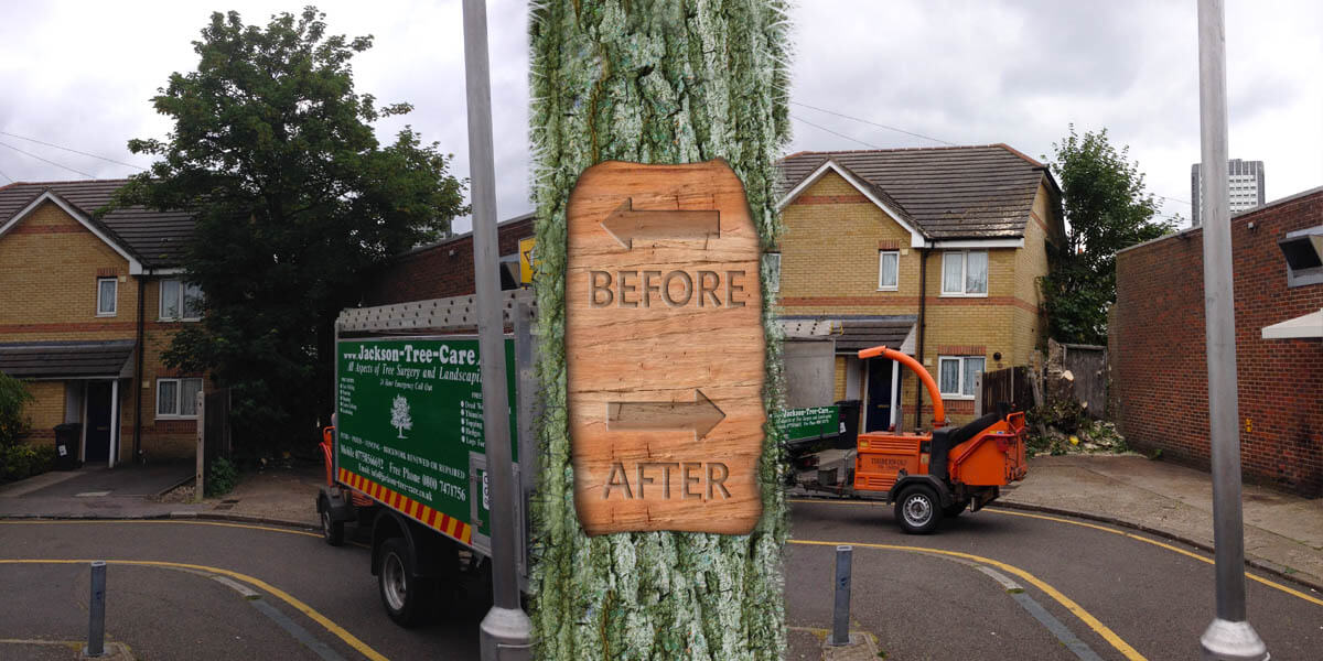 Fell Tree