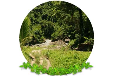 Vegetation Clearance