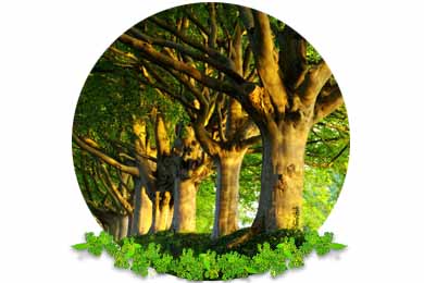 Crown Cleaning & Deadwooding in Epsom