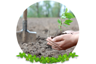 Tree & Hedge Planting in London
