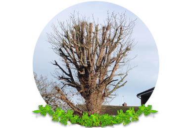 Pollarding Pruning in London