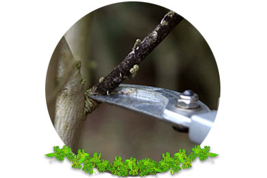Formative Pruning in Redhill