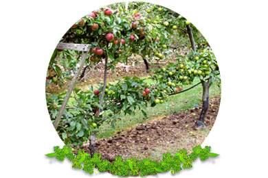 Fruit Tree Pruning in Redhill