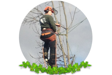 Tree Pruning in Sussex